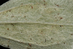 Antennaria parlinii fallax