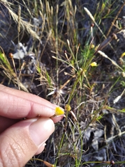 Sisyrinchium vaginatum
