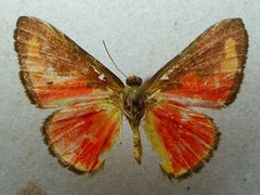 Mesene phareus