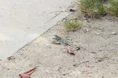 Pholidoscelis plei