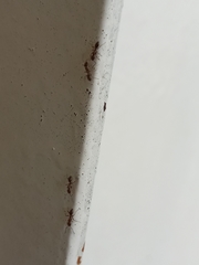 Formicidae