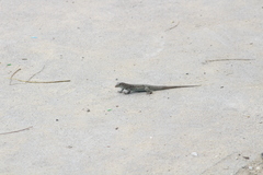 Pholidoscelis plei