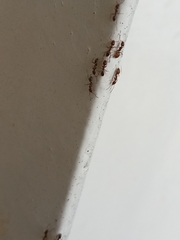 Formicidae
