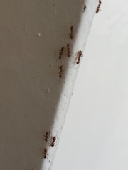 Formicidae