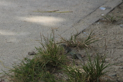Pholidoscelis plei