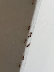 Formicidae