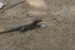 Pholidoscelis plei