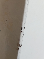 Formicidae