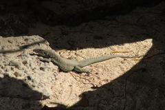 Pholidoscelis plei