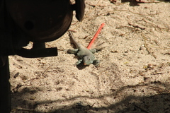 Pholidoscelis plei