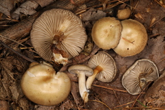 Clitocybe subditopoda