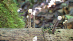 Xylaria comosa