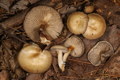 Clitocybe subditopoda