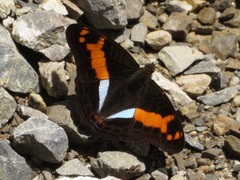 Adelpha olynthia