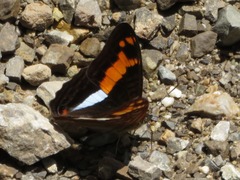 Adelpha olynthia