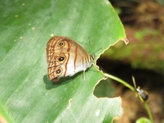Euptychia