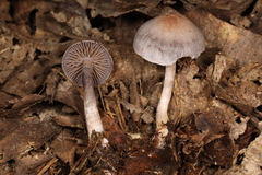 Cortinarius perviolaceus