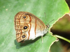 Euptychia