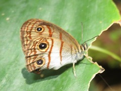 Euptychia