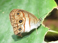 Euptychia