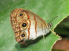 Euptychia