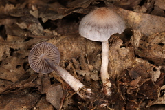 Cortinarius perviolaceus