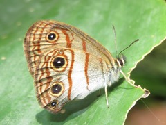 Euptychia