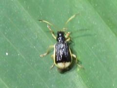 Paratriarius