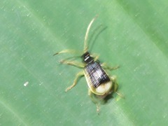 Paratriarius