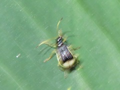 Paratriarius