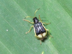 Paratriarius