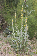Verbascum gnaphalodes