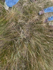 Elymus curvifolius