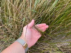 Elymus curvifolius