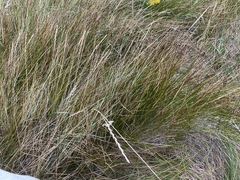 Elymus curvifolius
