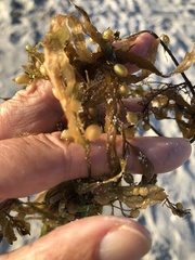 Sargassum filipendula