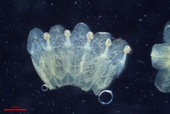 Cuscuta gronovii gronovii