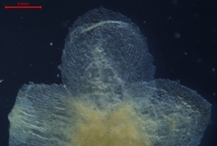 Cuscuta gronovii gronovii