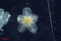 Cuscuta gronovii gronovii