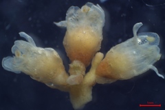 Cuscuta gronovii gronovii