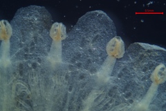 Cuscuta gronovii gronovii