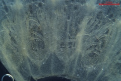 Cuscuta gronovii gronovii