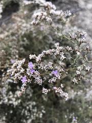 Limonium dichotomum