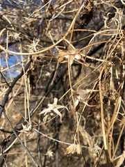 Maurandya antirrhiniflora