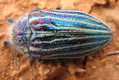 Julodis