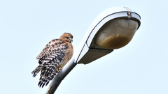 Buteo lineatus