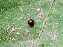 Pentilia chelsea