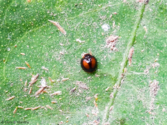 Pentilia chelsea