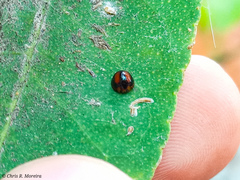 Pentilia chelsea