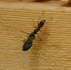 Agenioideus